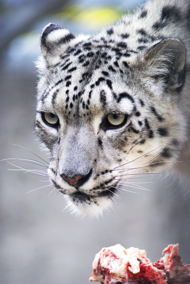 snow leopard dmg full download
